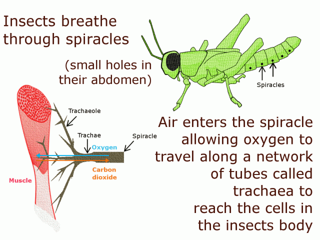 Insects breathe through spiracles (small holes in their abdomens)