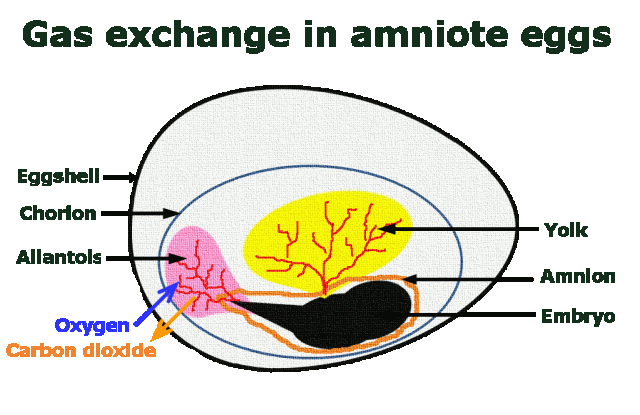 Gas exchange in ammniote eggs
